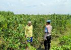 Bhabinkamtibmas-Desa-Kesambi-Cek-Tanaman-Kacang-Panjang-Dukung-Swasembada-Pangan