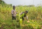 Forkopimda-Gedangan-Gelar-Panen-Raya-Jagung-Tahap-I-Dukung-Swasembada-Pangan-Nasional