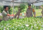 Polisi-Dukung-Ibu-PKK-Gerakkan-Program-Ketahanan-Pangan-Lewat-Tanaman-Hidroponik