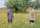 Bhabinkamtibmas-Pangkemiri-Polsek-Tulangan-Tinjau-Lahan-Padi-Dukung-Program-Ketahanan-Pangan-Desa
