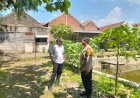 Kapolsek-Tanggulangin-Dukung-Ketahanan-Pangan-Nasional