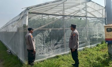 Bhabinkamtibmas-Desa-Kraton-Tinjau-Lahan-Hidroponik-Melon-untuk-Ketahanan-Pangan-Bergizi