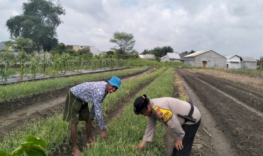 Bhabinkamtibmas-Desa-Gamping-Polsek-Krian-Cek-Perkembangan-Pertanian-Bawang-Merah-untuk-Ketahanan-Pangan