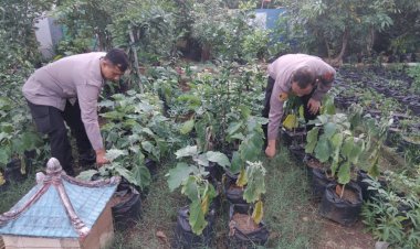 Polisi-Cinta-Petani,-Kapolsek-Krembung-Turun-Langsung-Pantau-Pekarangan-Pangan-di-Lemujut