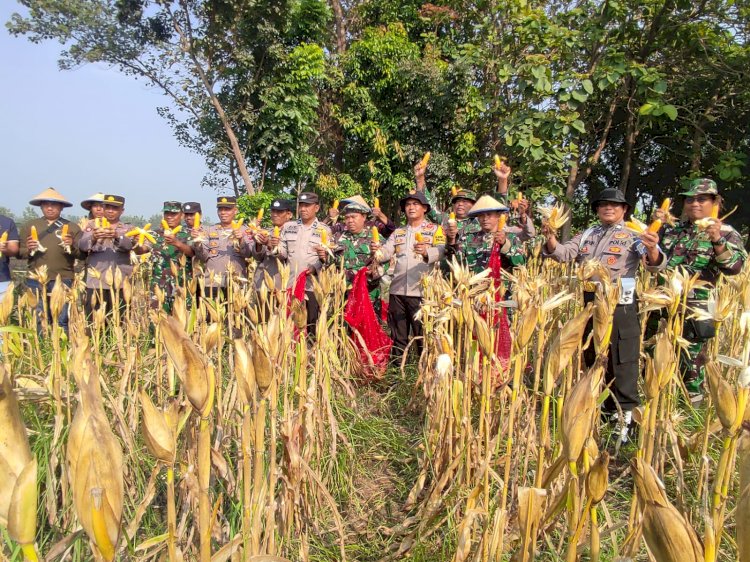 Panen Jagung di Desa Lemujut Krembung Dukung Program Ketahanan Pangan