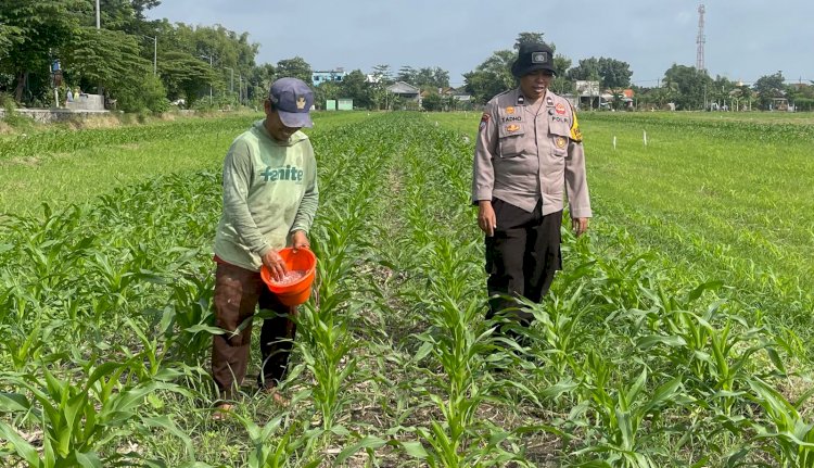 Bhabinkamtibmas Bakung Temenggungan Optimalkan Lahan Jagung Ketahanan Pangan